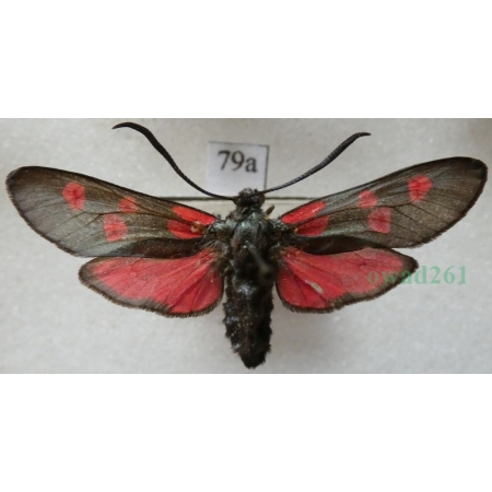 Zygaena lonicerae (Scheven, 1777) Czech79a
